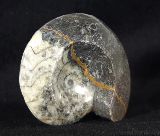 Manticoceras sp. HYATT 1884 - Bild &copy; FossNet FossilienStore